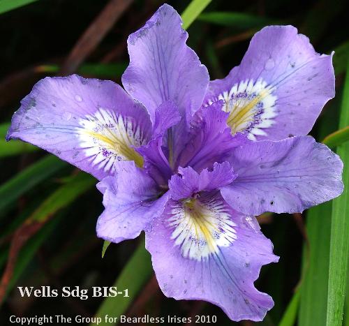 Wells Sdg BIS-1 (2)